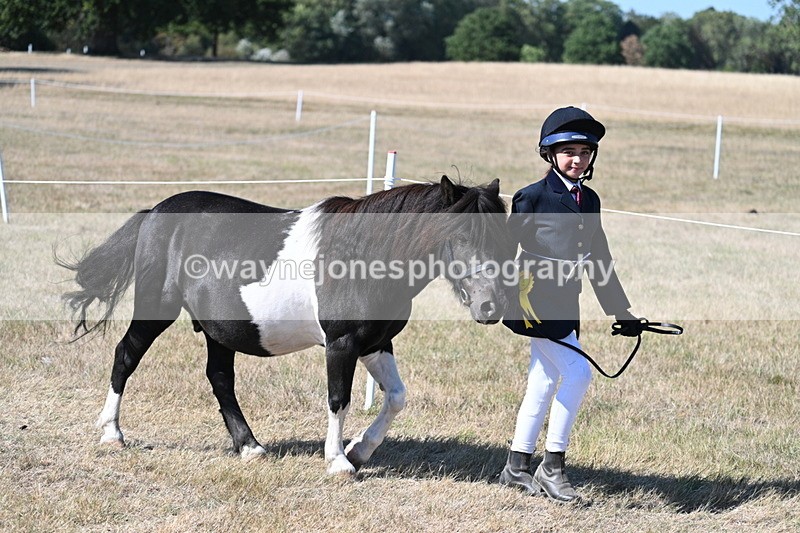 WJ7_1728 - Class 42 Most Handsome Gelding