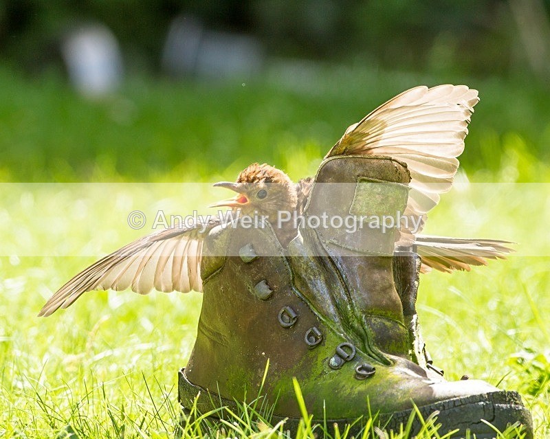 20120810-_MG_0433 - Thrushes