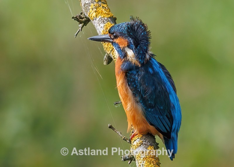Kingfisher - Latest Images