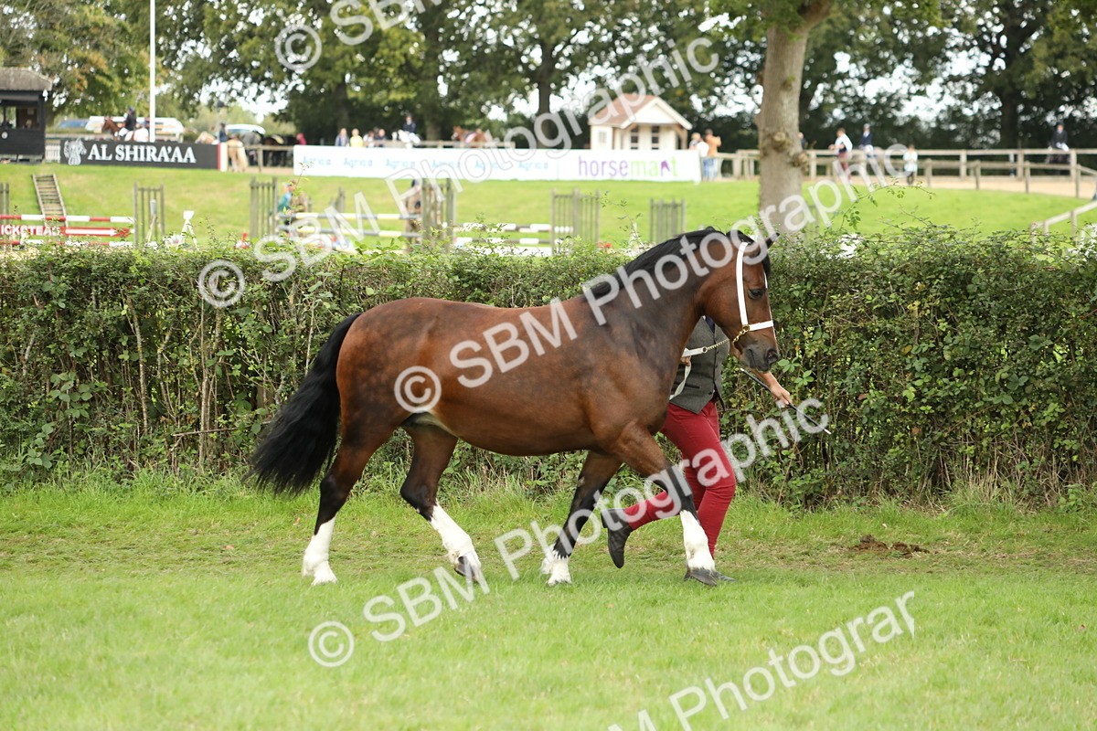 SBM_65342 - S47 - Mountain & Moorland In Hand Large Breeds