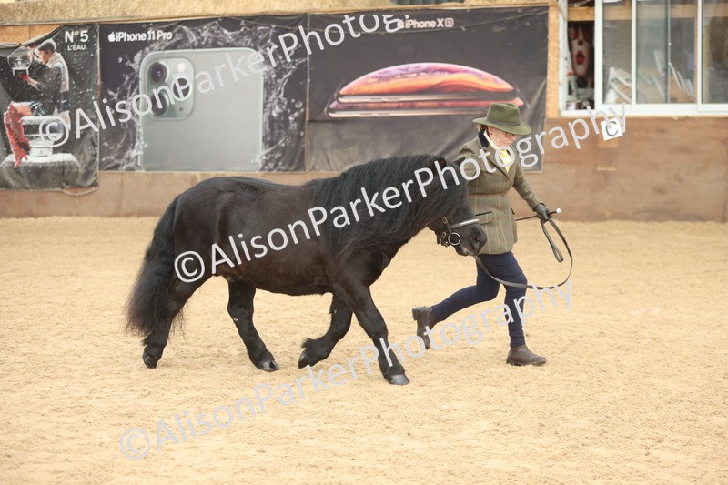 20251109-0078 - Class 4 - Stallions 4 Years and over