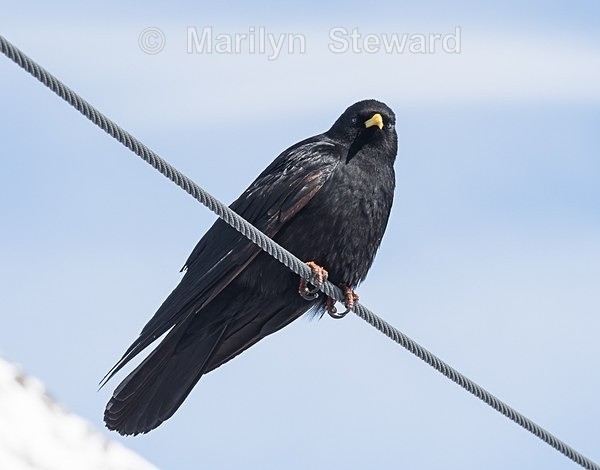 Jungfraujoch 3463m-25 - Switzerland