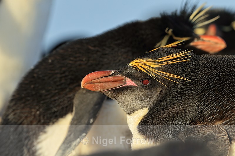 Macaroni Penguin in Rockhopper colony, Sea Lion Island - Macaroni Penguin