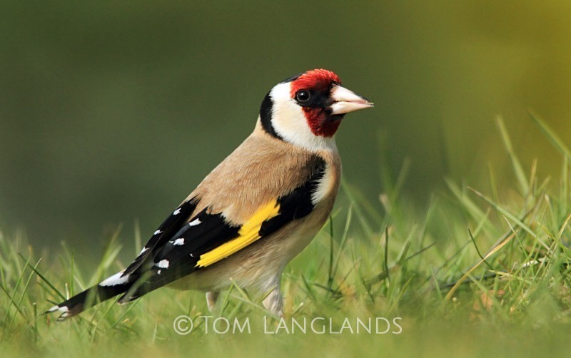 Goldfinch - All Other Birds