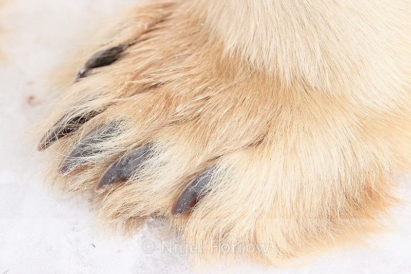 Polar Bear claws close view, Churchill, Canada - Polar Bear