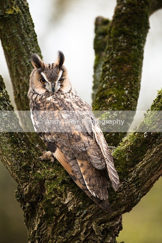 20110312-IMG_1314-120 - Long Eared Owl