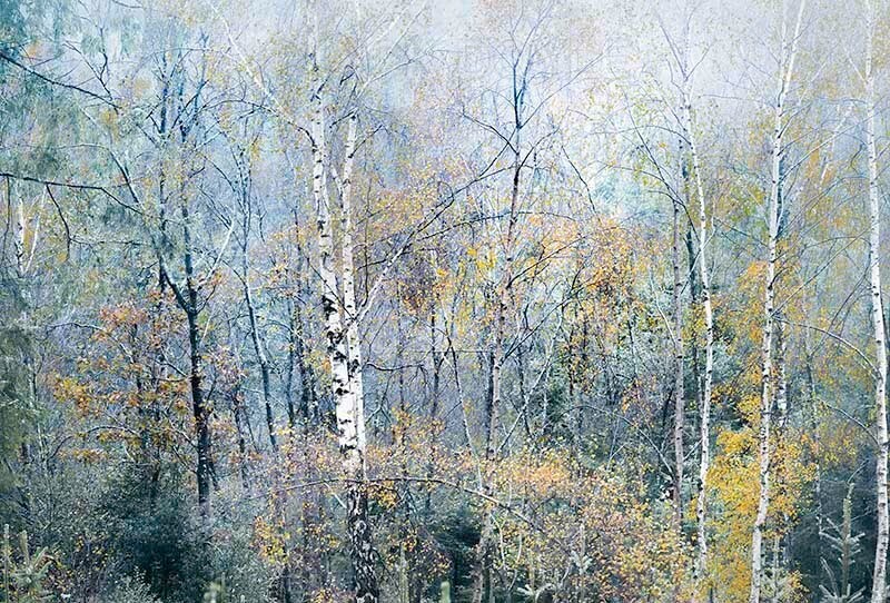 Woodland birches in Autumn mist