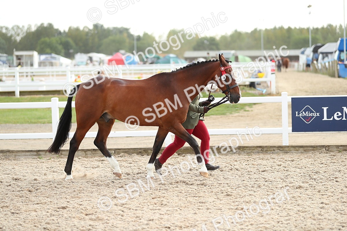 SBM_08539 - Class 28 - IH Veteran Horse