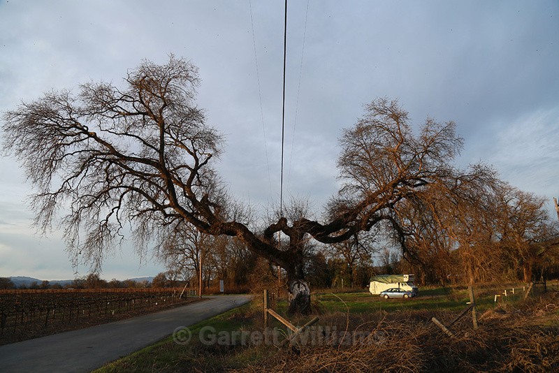 Old River Road, Ukiah, California - Roadside