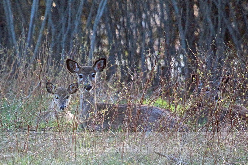 Bedded Down - Mammals, Reptiles & Amphibians