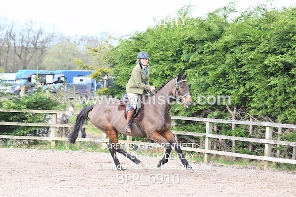 BPP_6910 - RING 1  (RIDDEN HORSES / IN HAND / VETERAN ETC)