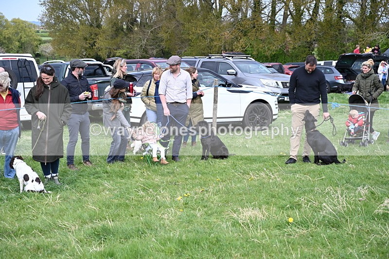 WJ6_8743 - Class 8 Best Working / Gun Dog or Bitch