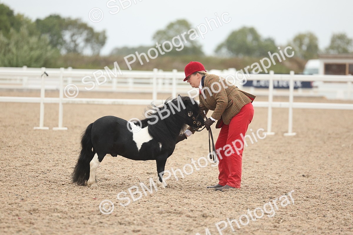 SBM_19363 - Class 317 - IH Pure Bred Horse-Pony