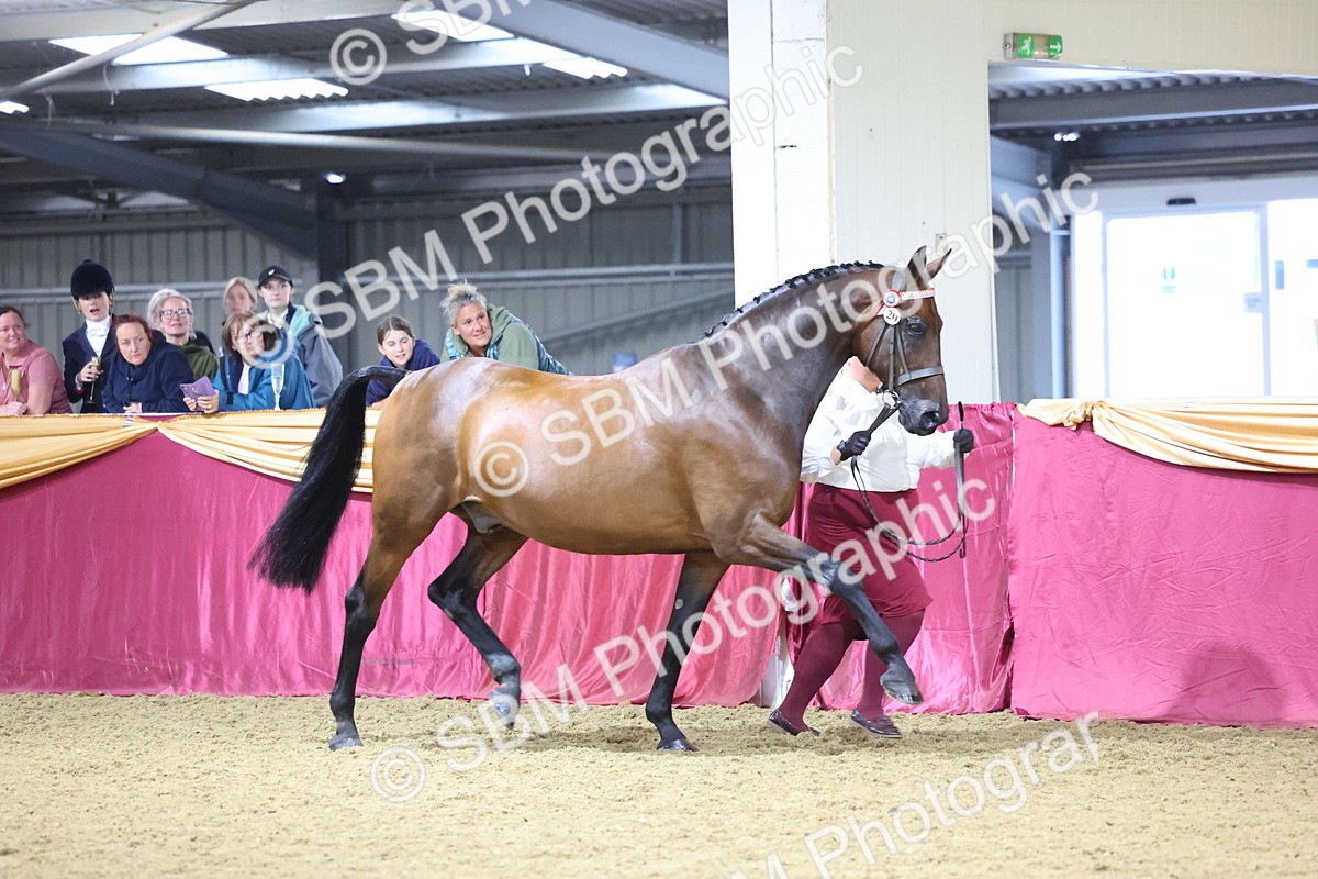 SBM_18813 - Class E IH Horse Champ