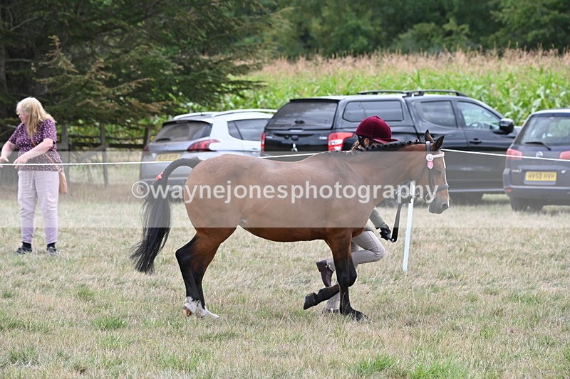 WJ6_6184 - Class 19 In-hand Veterans (Uploaded correct folder)
