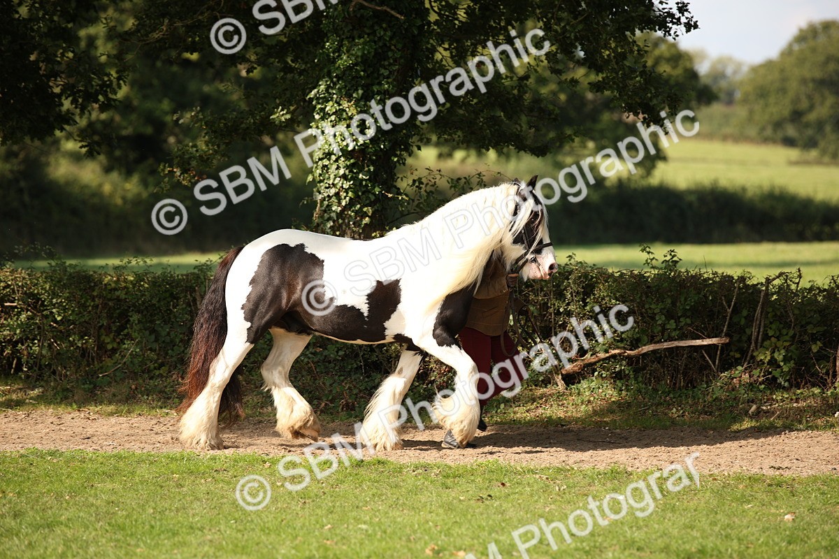 SBM_62189 - S55 - Traditional Cob In Hand