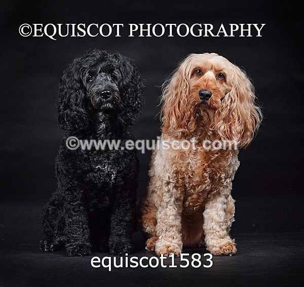 equiscot1583 - POPPY & EDDI