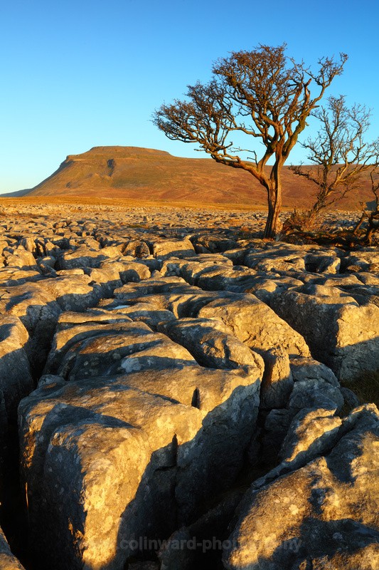 Lone Tree growing through Limestone Pavement at White Scar.  Ref 6707 - The Pennines and Cumbria