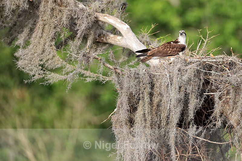 Osprey beside nest, Blue Cypress Lake, Florida - Osprey
