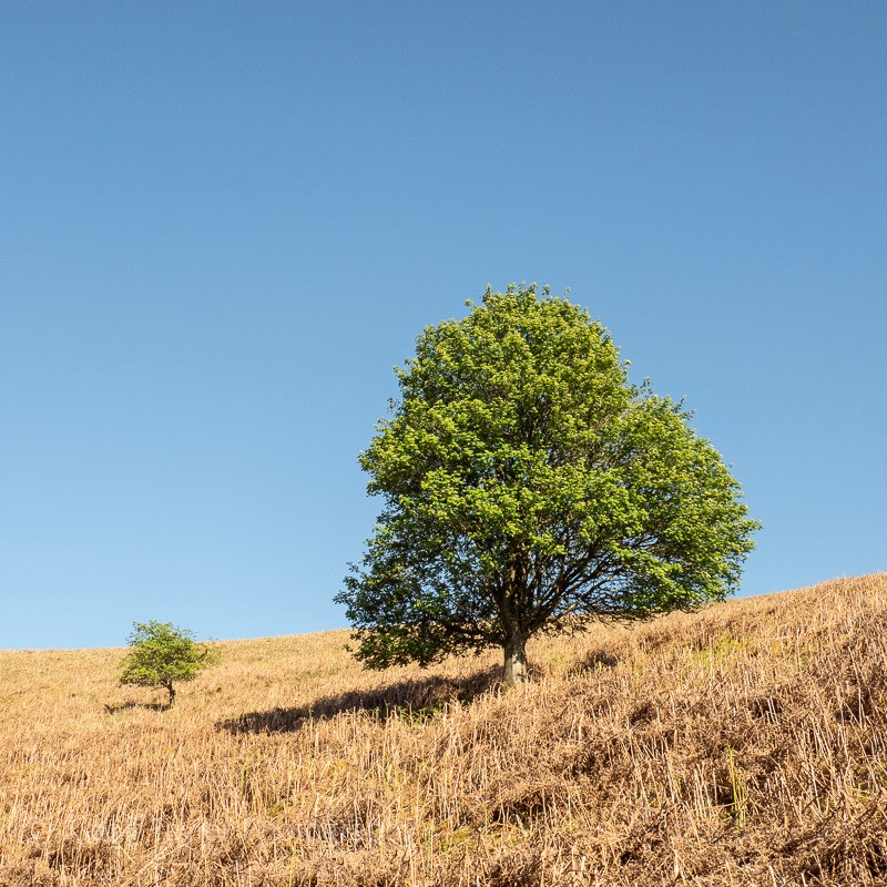 0468 Two trees on Ragleth Hill - Self-Isolation