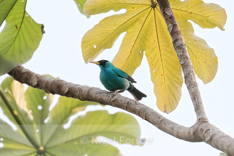 Green Honeycreeper (male), Osa Peninsula, Costa Rica - Green Honeycreeper