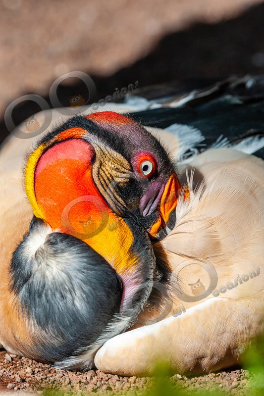 king vulture  sarcomamphus papa-1434 - BoP from around the world