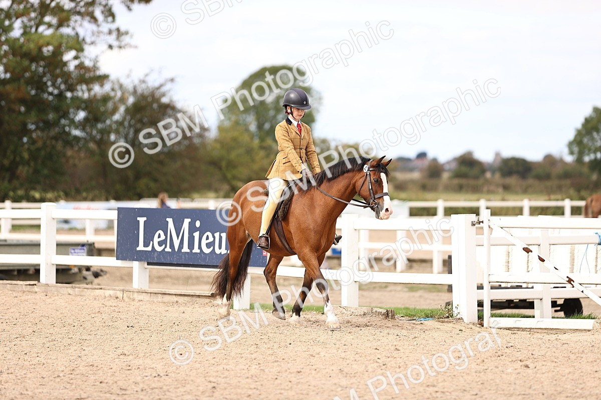 SBM_15986 - Class 417 - Handsomest Gelding (IH or Ridden) Jnr