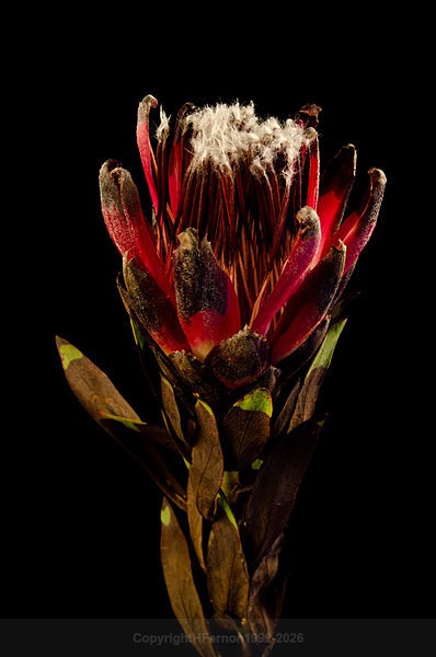  - STILL LIFE ORIGINS - 2011