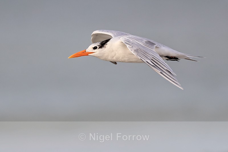 Royal Tern gliding close by, Fort De Soto, Florida - Royal Tern