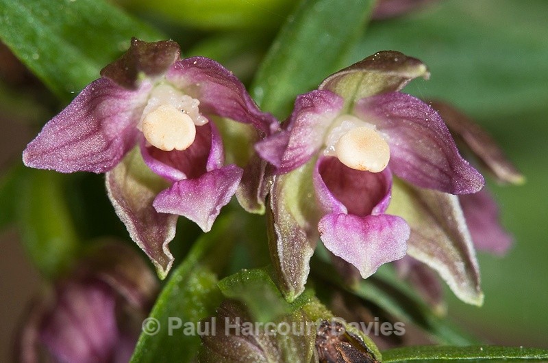  - Orchids - Various