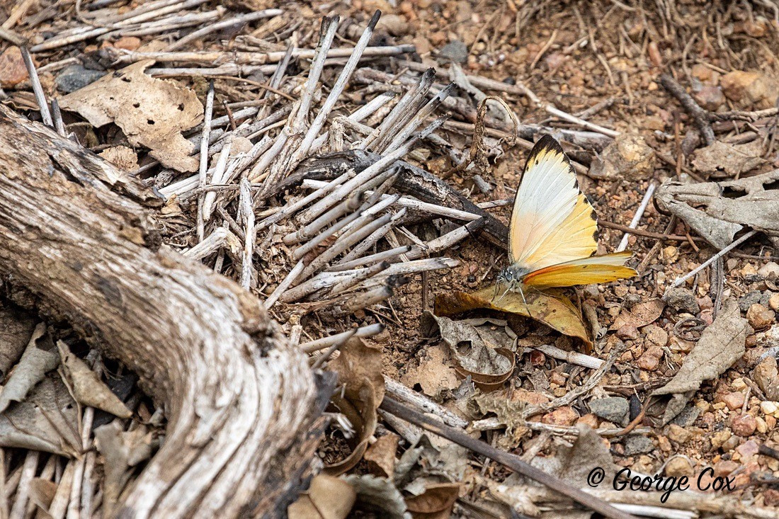Butterfly False Dotted Border - South Africa - Limpopo