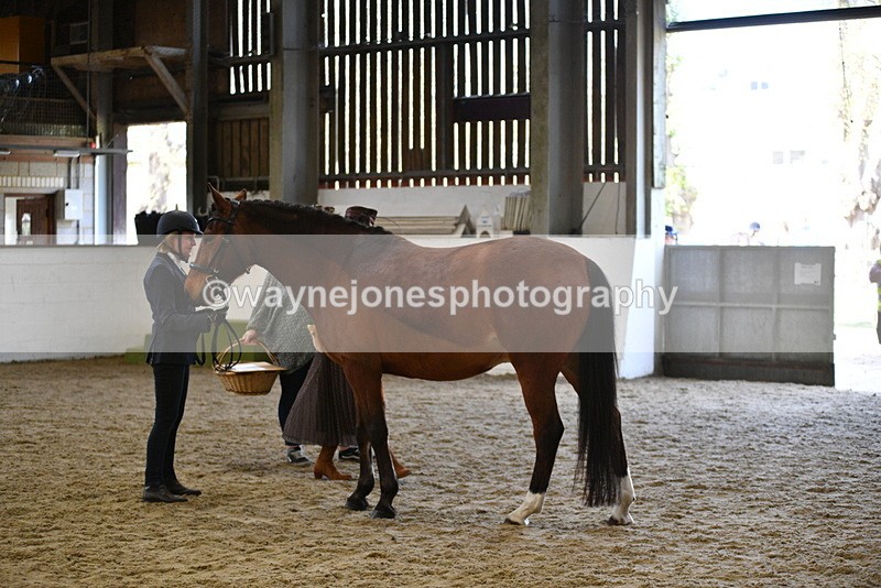 WJ5_4514 - Class 3 Part Bred In hand