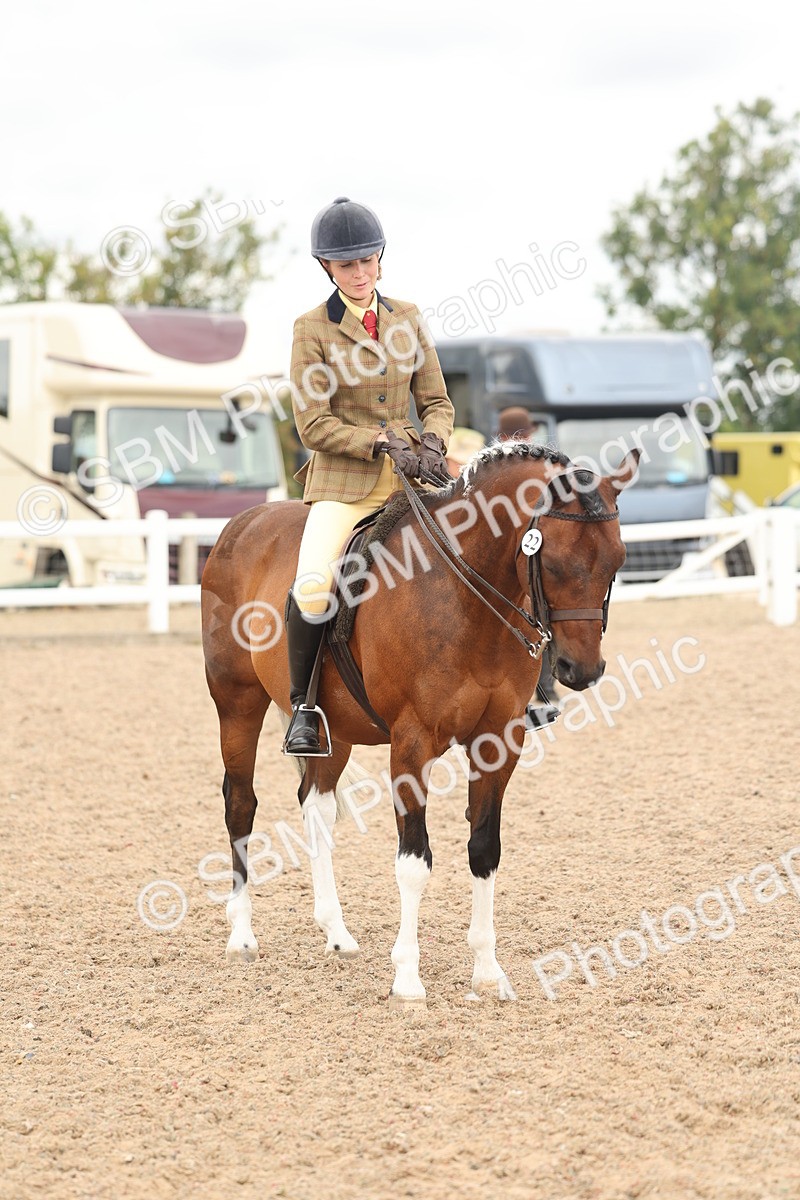 SBM_16023 - Class 311 - Ridden Show pony-Show hunter Pony