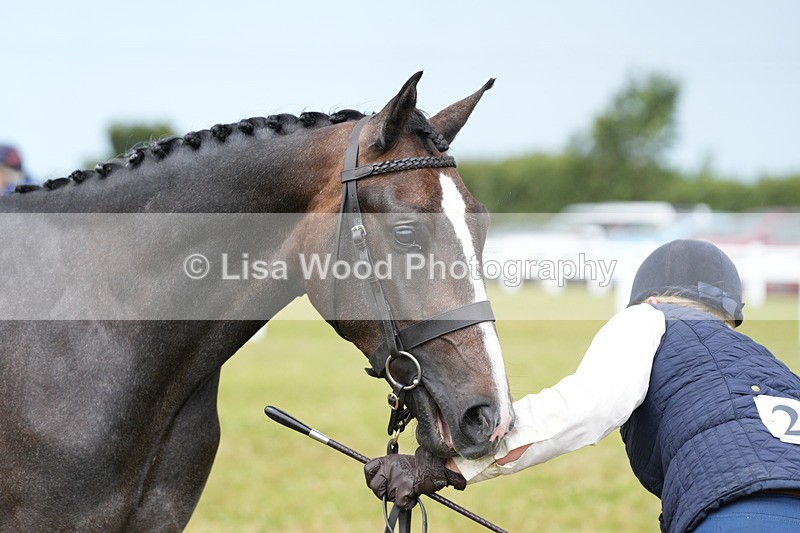 DSC06166 - Class 54: Hunter/Riding Horse/Hack 1 & 2 yr olds