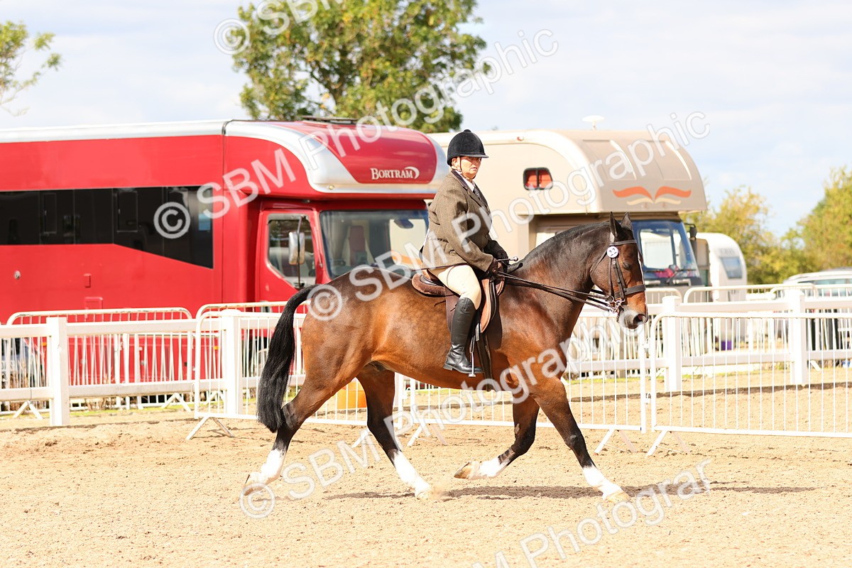 SBM_15478 - Class 214 - Ridden Show Cob