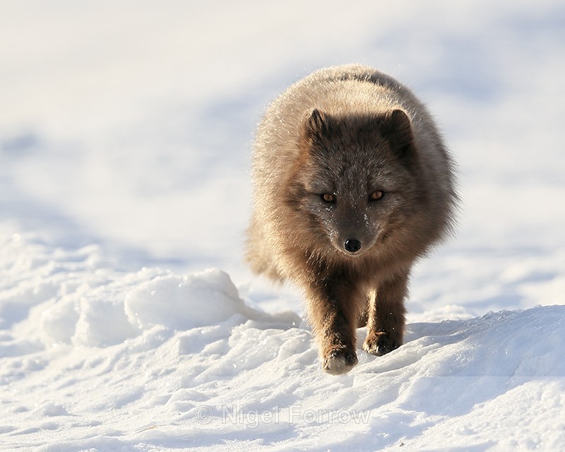 Svalbard dark Arctic Fox, front view - Arctic Fox