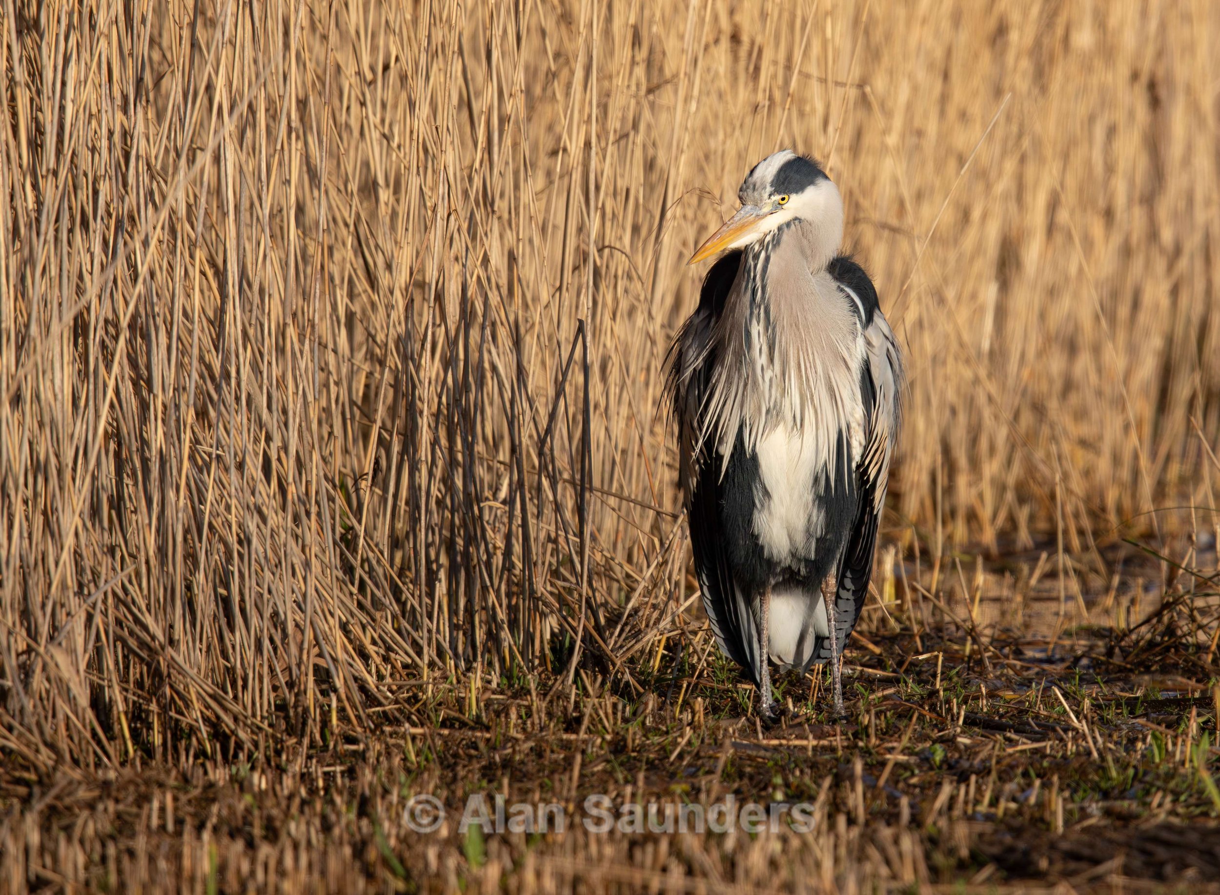 Grey Heron 29