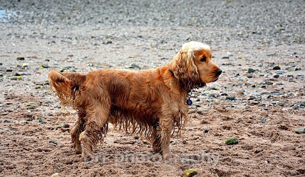 Murphy - Dogs