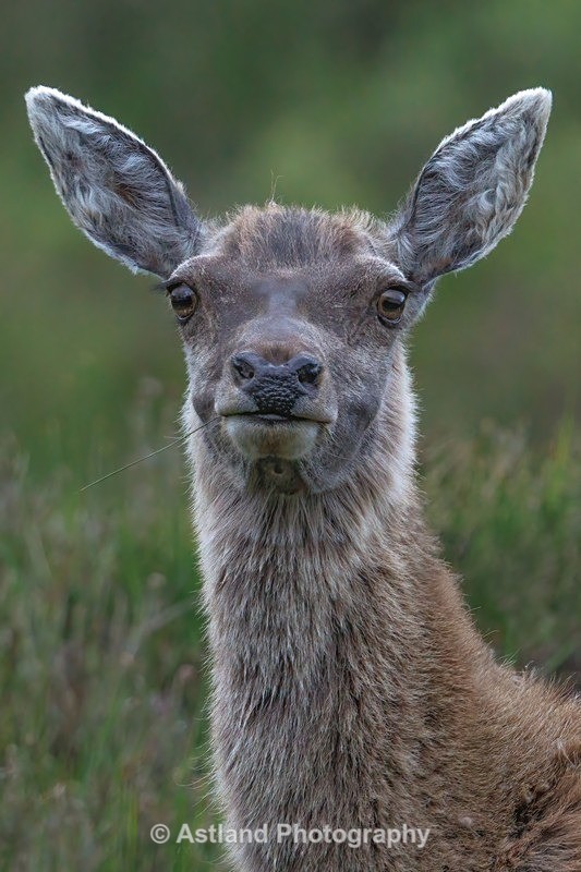 Sika Deer - Latest Images