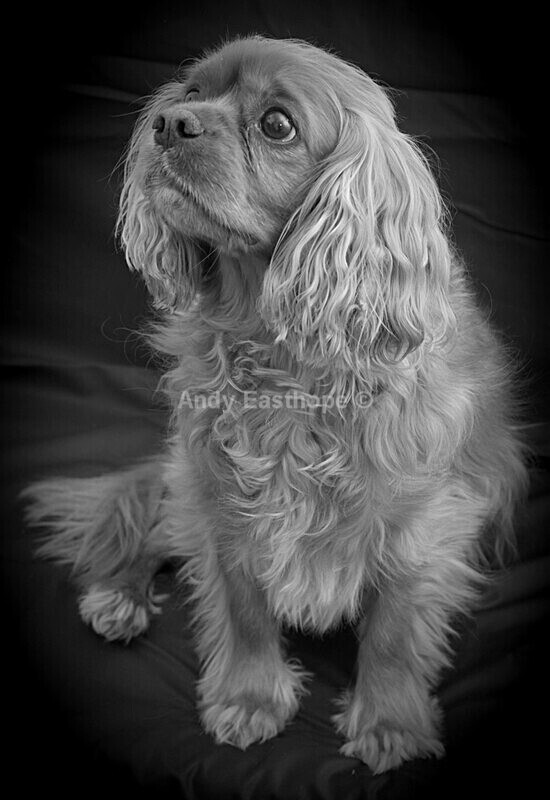 20220502_091512 1 - Tommy the King Charles