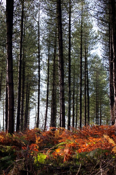 Pine Forest _S121 - Somerset landscape Photography