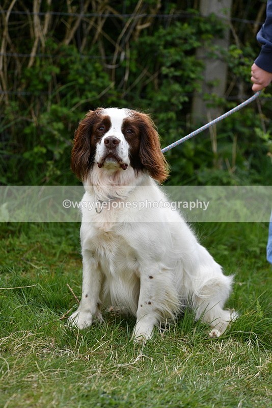 WJ5_0148 - Class 5 Best Veteran / 7 years & over