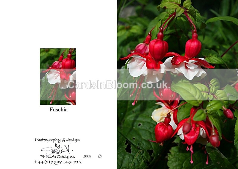 Summer 7.  Fuschia - Summer