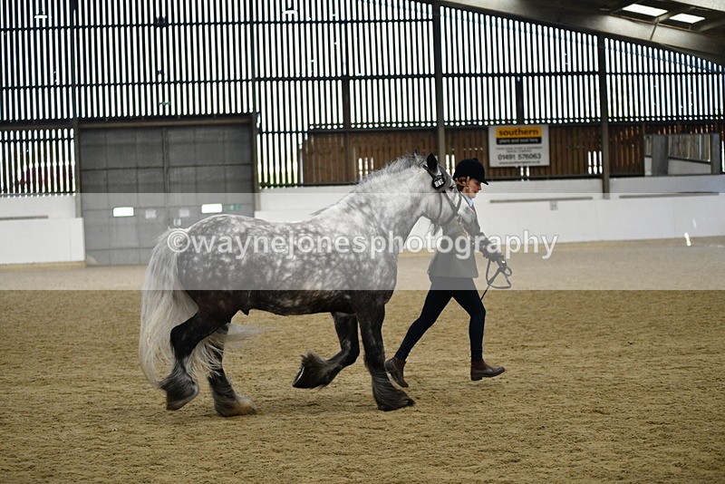 WJ5_5652 - Morning in hand Championship