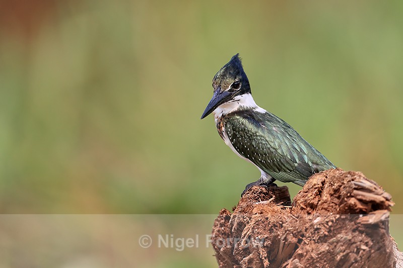 Green Kingfisher perched on stump, Pantanal, Brazil - Green Kingfisher