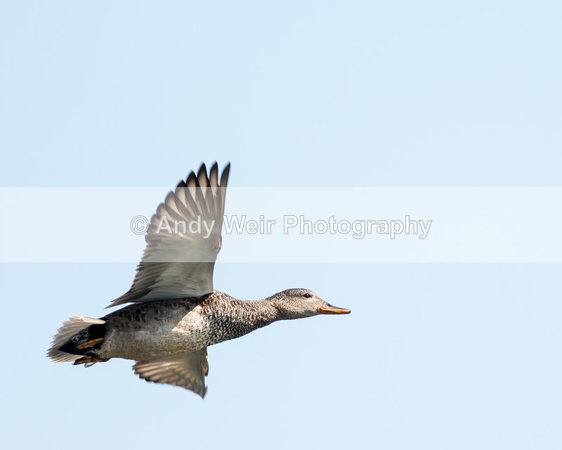 20160524-8E0A5398 - Gadwall
