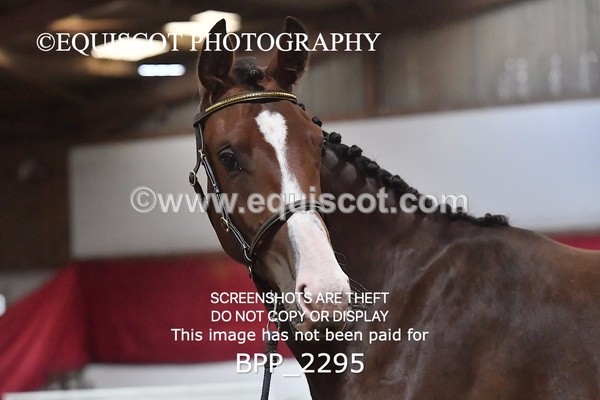 BPP_2295 - AFTERNOON 12.30 - 3.30PM