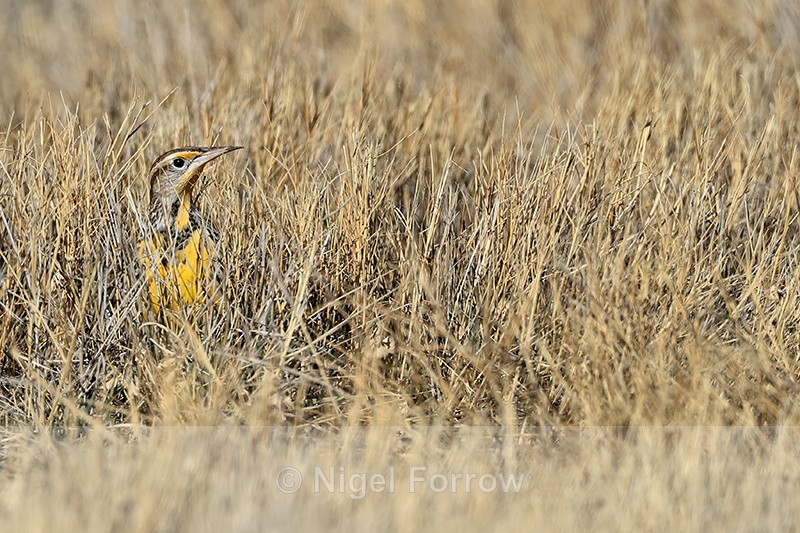 Western Meadowlark head above grass, New Mexico, USA - Western Meadowlark