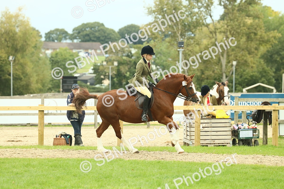 SBM_72125 - S60 - Mountain & Moorland Ridden Large Breeds