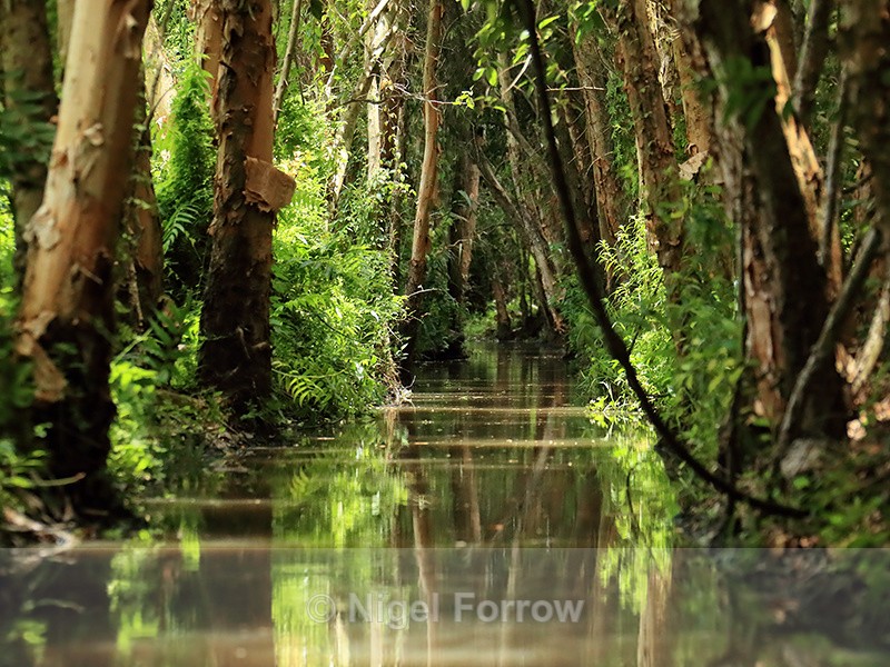 Canal at Xeo Quyt, Vietnam - Vietnam